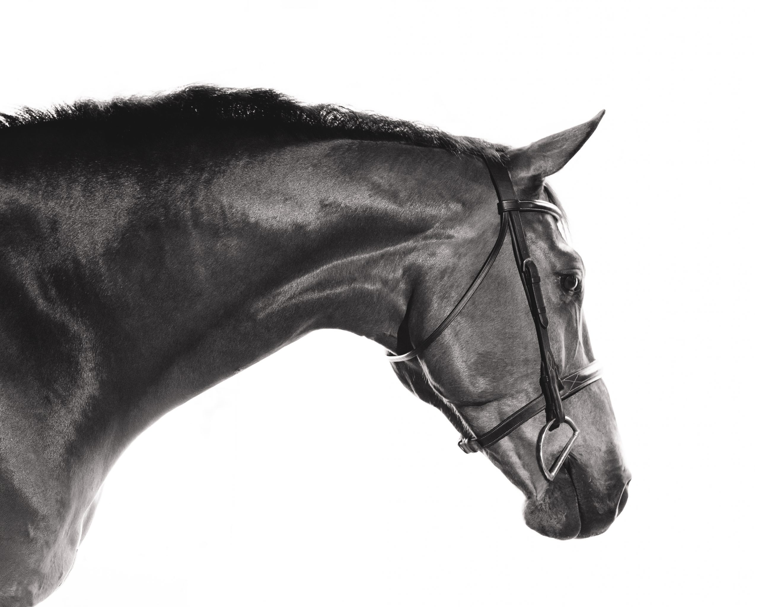 black and white horse head portrait