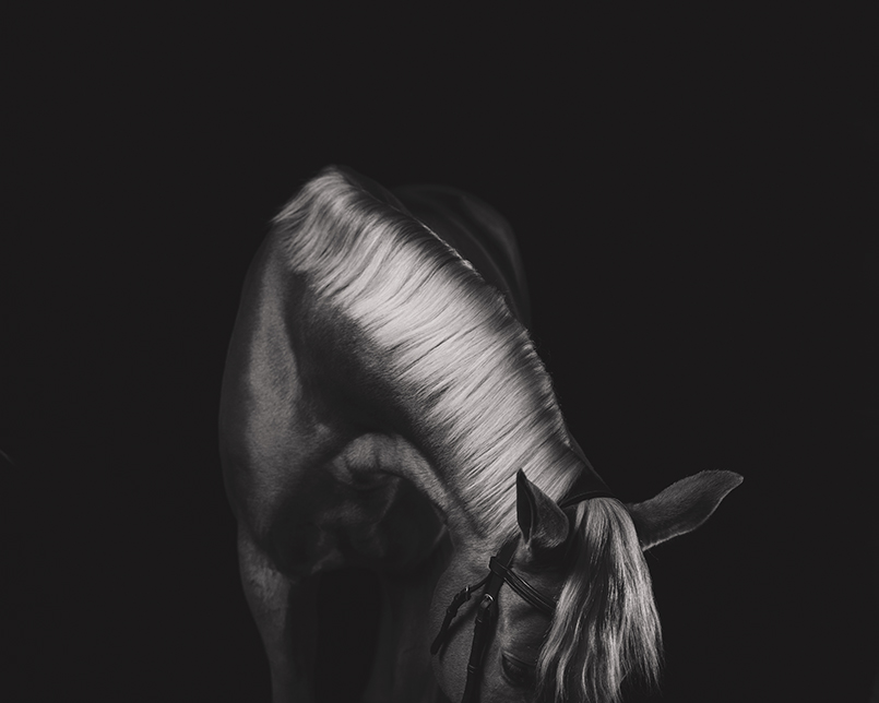 black and white image of horse neck