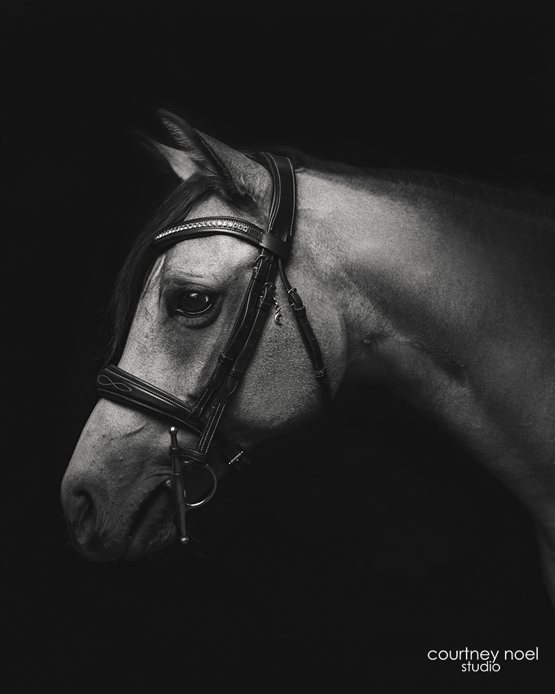 black and white photo of horse with ears forward