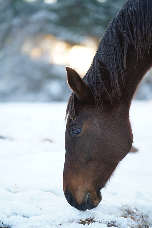 close up of horse head in the snow 